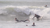 "La Horse" Surf Film